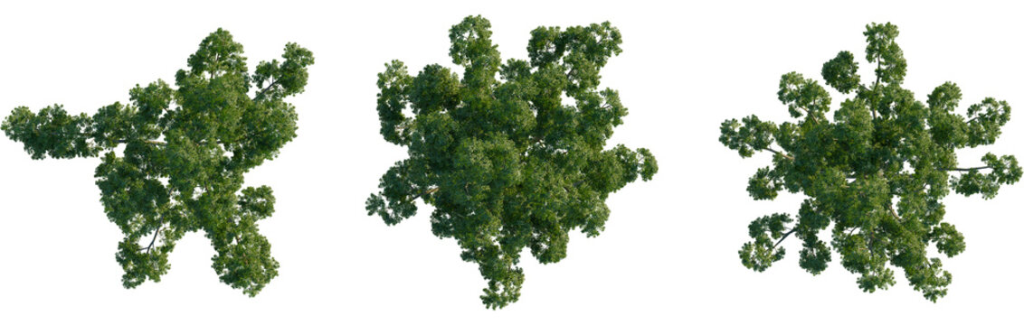 Agathis dammara tree plan, top view, cutout, transparent background, isolate, Three unique top-view renders of green trees with varied foliage on transparent