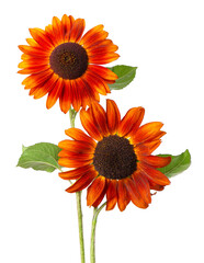 Red sunflower with green leaves, isolated on white background. Decorative sunflower flower. Clipping path.