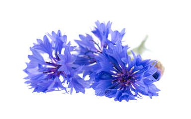 Blue Cornflower isolated on white background. Centaurea cyanus or bachelor's button flowers.