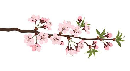 Naklejka premium A beautifully detailed illustration of a blooming cherry blossom branch with delicate pink sakura flowers and fresh green leaves isolated on a white background.
