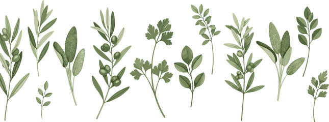 Fototapeta premium Hand Drawn Green Herb Vector Set Featuring Botanical Leaves, Aromatic Plants, and Natural Foliage Illustration Collection