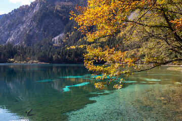 Obraz premium Golden autumn leaves hang over clear turquoise mountain lake reflecting forest and rocky cliffs, tranquil seasonal mood at Five-Flower Lake, Jiuzhaigou in Sichuan, China