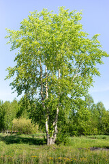 Vibrant green birch tree with a thick trunk stands prominently in a lush landscape, surrounded by greenery and wildflowers, under a clear blue sky, showcasing the beauty of nature