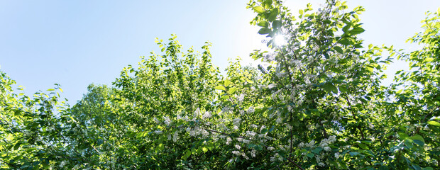 Lush green foliage under bright blue sky with sunlight shining through branches with white flowers. Banner.