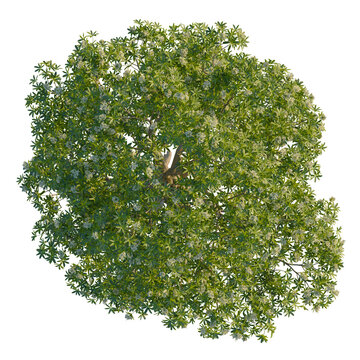 Alstonia scholaris tree, cutout, 8k png, transparent background, isolate, Top view fresh green foliage of alstonia scholaris tree on transparent background isolated