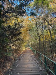 Fototapeta premium Wooden Boardwalk Hiking Trail through Autumn Forest with Sunlight and Fallen Leaves