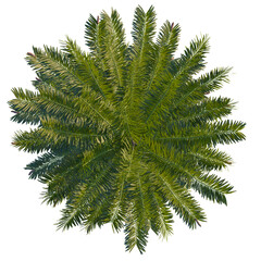 Wollemia nobilis tree, cutout, 8k png, transparent background, isolate, Top view of a robust cycas revoluta sago palm with spiky green fronds