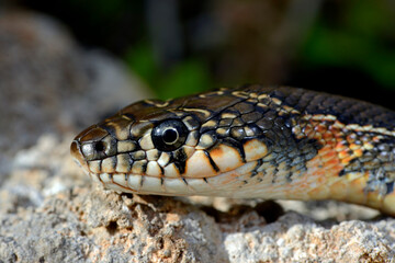 Hufeisennatter // Horseshoe whip snake // Culebra de herradura (Hemorrhois hippocrepis) - Spanien