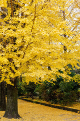 黄色く色づいたイチョウ並木(栃木県　宇都宮東公園)