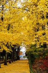 黄色く色づいたイチョウ並木(栃木県　宇都宮東公園)