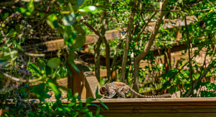 macaco pequeno em parque de Florianópolis