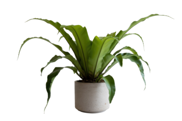 Bird's Nest Fern in Pot