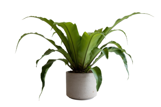 Bird's Nest Fern in Pot - Powered by Adobe