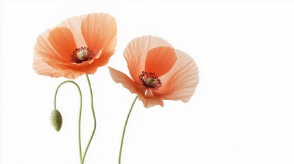 Two delicate orange poppy flowers with green stems against a white background. One flower is fully bloomed, while the other is partially open with a bud.