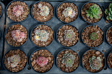 Collection of healthy decorative succulents top view inside greenhouse garden for limited space urban gardening design garden