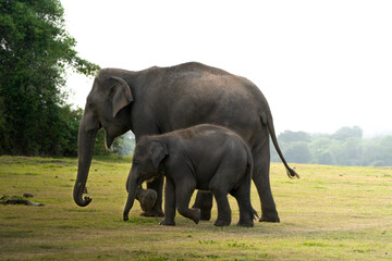 Fototapeta premium Asian Elephant with Baby Calf Walking in Grassland – Wildlife Photography from Sri Lanka