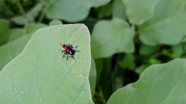 Macro view of a small , brightly colored lanternfly on a leaf or The Tiny Guardian of the Green