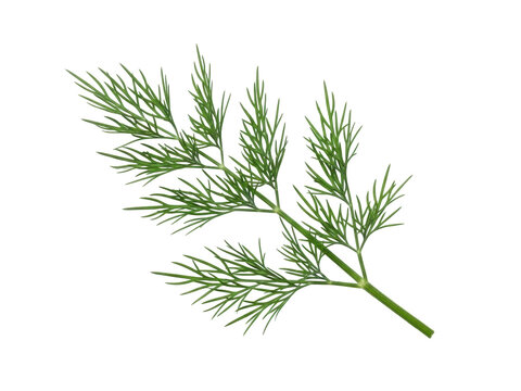 Isolated twig of fresh dill spice, green sprig of aromatic herb for culinary seasoning