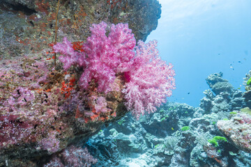 Beautiful pink soft coral on vibrant underwater reef. Serene marine life in clear blue ocean, peaceful scene from tropical sea deep