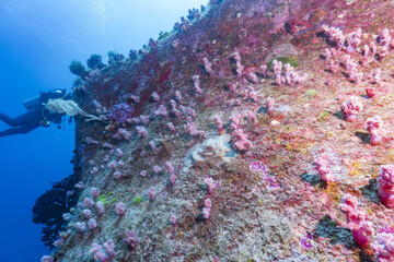 Underwater scuba diver explores colorful pink coral reef on deep ocean shipwreck. calm blue water creates feeling of serene adventure