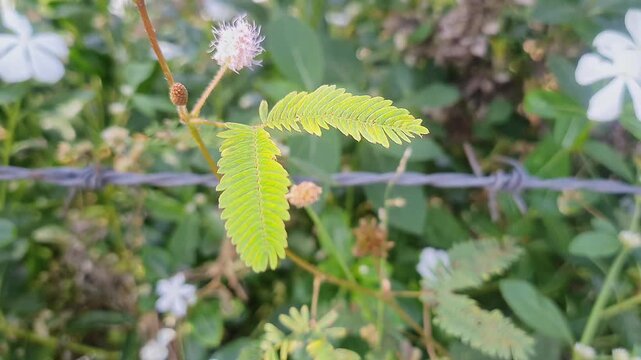 A Close-up view of delicate Mimosa pudica touch-me-not plant leaves during sunny day