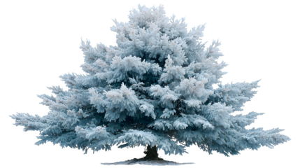 White fir Christmas tree with snow-dusted needles, delicate shimmer, and natural conical shape, perfect for modern winter holiday designs, isolated on white background 