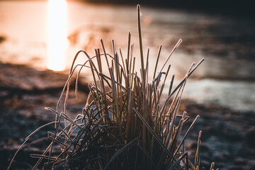 Frost covering grass during a cold winter morning