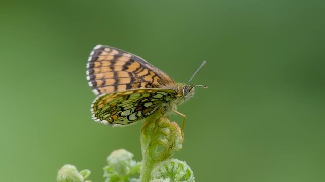Heath Fritillary Butterfly on a Fern