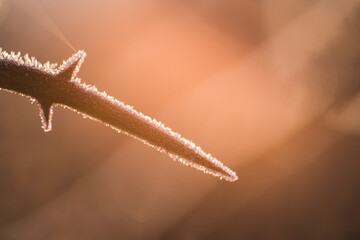 Frozen thorn on branch glowing during winter sunrise