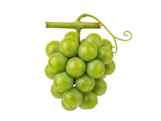 Isolated bunch of fresh green grapes with stem and curly tendril, ready to eat, healthy food