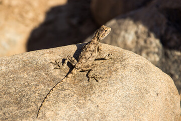 A Ground agama, Agama aculeata, sunbathing on a boulder in the Fish River Canyon in Namibia.