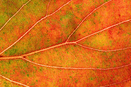 camphor leaves