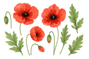Fototapeta premium Vibrant red poppy flowers and detailed green leaves botanical elements set