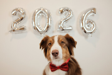An Australian Shepherd wearing a red bow tie stands near silver 2026 balloons creating a stylish festive New Year portrait suitable for seasonal marketing and greeting uses.