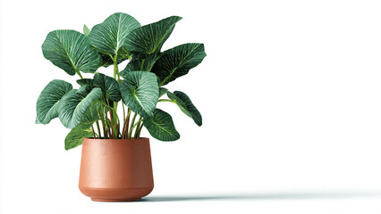 green plant in a pot