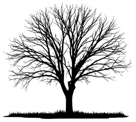 Obraz premium A silhouette of a bare tree with no leaves, set against a plain , black, floor, grass, illustration, profile, tree, against transparent background