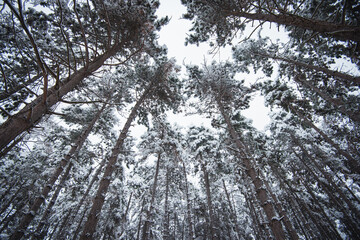 Pine trees covered in snow in a winter forest