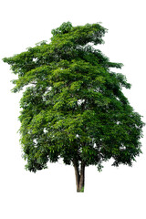 Bonsai tree, green leaves, isolated on a white background Natural objects