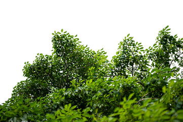 Bonsai tree, green leaves, isolated on a white background Natural objects