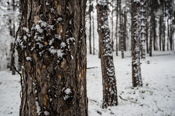 Pine tree bark covered in winter snow forest
