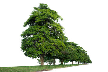 Bonsai tree, green leaves, isolated on a white background Natural objects