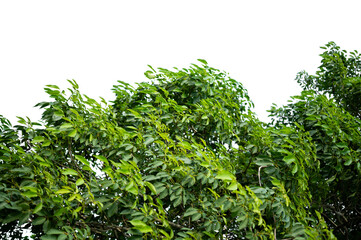 Bonsai tree, green leaves, isolated on a white background Natural objects