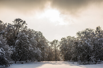 Winter wonderland forest with snow covering trees