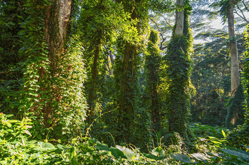 Obraz premium Faint Hiking Trail in a Hawaiian Rainforest.