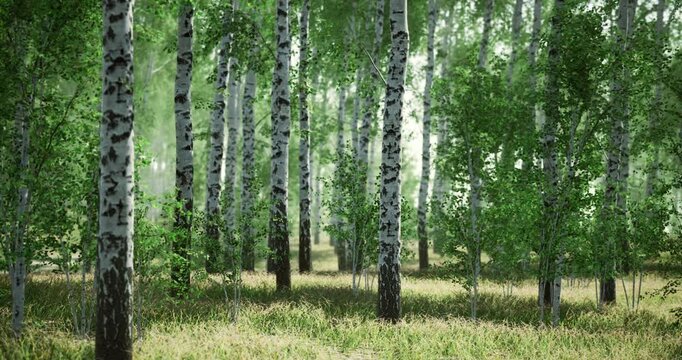 Tall birch trees with white bark stand amidst lush green foliage on a bright day. The ground is covered with tall grass, creating a serene natural atmosphere.