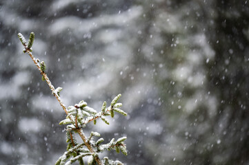 Spruce branch collecting fresh snow during winter snowfall