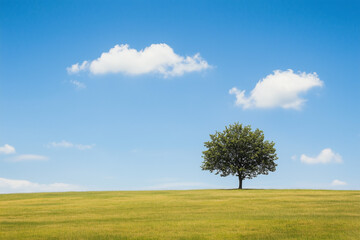 lonely tree on a field