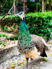 Green Peafowl Head Closeup Real Photo