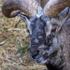 Fototapeta premium Portrait of a mouflon. Mouflon in a zoo enclosure. Wild animal.