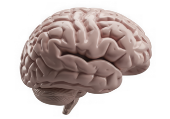 Human brain model isolated on transparent background